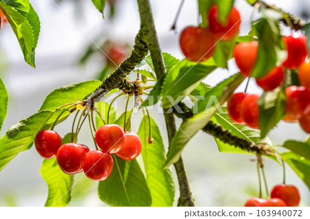 紅成熟的櫻桃(佐藤錦) 櫻桃採摘 山形縣東根市 紅成熟的櫻桃(佐藤錦) 櫻桃採摘 山形縣東根市 103940072