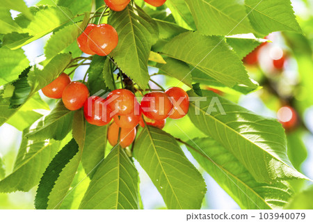 Red Ripe Cherries (Sato Nishiki) Cherry Picking Higashine City, Yamagata Prefecture Red Ripe Cherries (Sato Nishiki) Cherry Picking Higashine City, Yamagata Prefecture 103940079