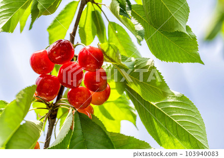 Red Ripe Cherries (Sato Nishiki) Cherry Picking Higashine City, Yamagata Prefecture Red Ripe Cherries (Sato Nishiki) Cherry Picking Higashine City, Yamagata Prefecture 103940083