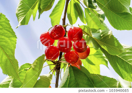 紅成熟的櫻桃(佐藤錦) 櫻桃採摘 山形縣東根市 紅成熟的櫻桃(佐藤錦) 櫻桃採摘 山形縣東根市 103940085