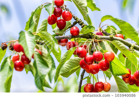 Red Ripe Cherries (Sato Nishiki) Cherry Picking Higashine City, Yamagata Prefecture Red Ripe Cherries (Sato Nishiki) Cherry Picking Higashine City, Yamagata Prefecture 103940086