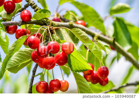 紅成熟的櫻桃（佐藤錦） 櫻桃採摘 山形縣東根市 103940087