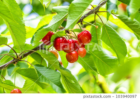 Red Ripe Cherries (Sato Nishiki) Cherry Picking Higashine City, Yamagata Prefecture 103940097