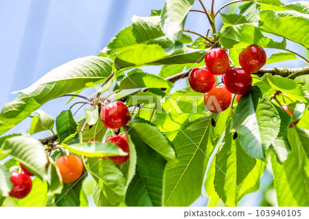 紅成熟的櫻桃（佐藤錦） 櫻桃採摘 山形縣東根市 103940105