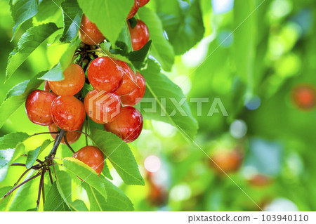 紅成熟的櫻桃（佐藤錦） 櫻桃採摘 山形縣東根市 103940110