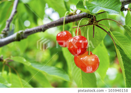 Red Ripe Cherries (Sato Nishiki) Cherry Picking Higashine City, Yamagata Prefecture Red Ripe Cherries (Sato Nishiki) Cherry Picking Higashine City, Yamagata Prefecture 103940158