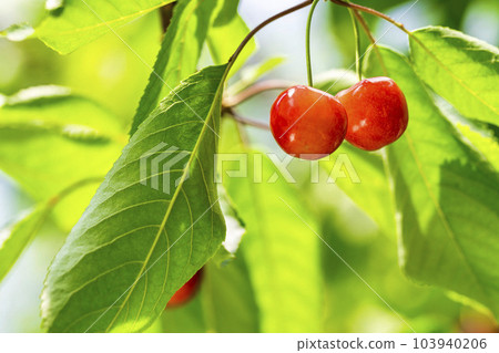 紅成熟的櫻桃（佐藤錦） 櫻桃採摘 山形縣東根市 103940206