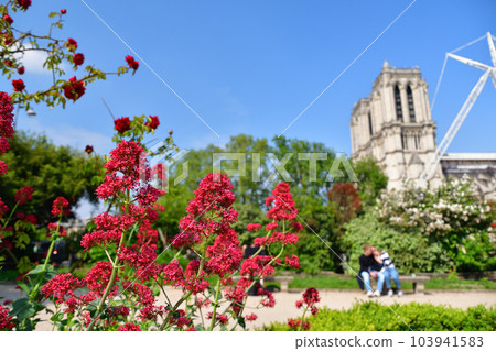 法國巴黎。巴黎圣母院附近的公園裡盛開著紅色的花朵。拍攝於 2023 年 5 月 14 日。 103941583