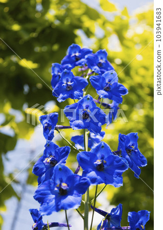 Brilliant blue that wakes you up Brilliant blue that wakes you up 103941683