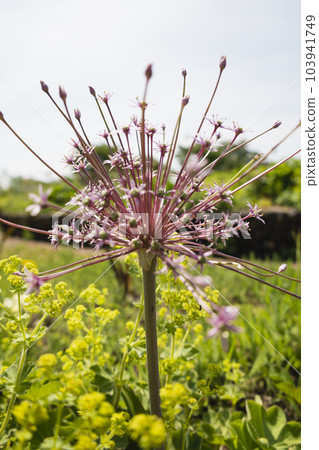Allium schuberti (Ohanabinilla) 像球一樣張開 103941749