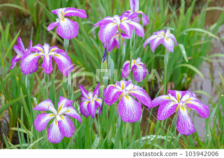 虹膜庭院特寫鏡頭 虹膜庭院特寫鏡頭 103942006