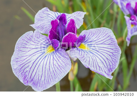 Close-up of iris garden Close-up of iris garden 103942010
