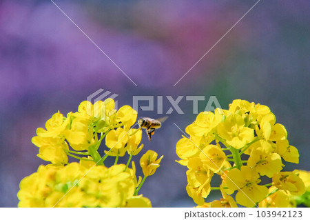 Nanohana and bees with a mountain of cherry blossoms in the background 103942123