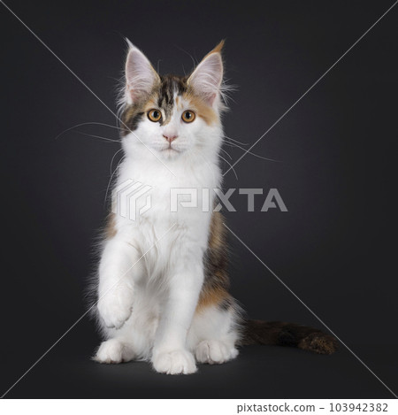 Maine Coon cat kitten on black background 103942382