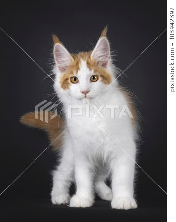 Maine Coon cat kitten on black background 103942392