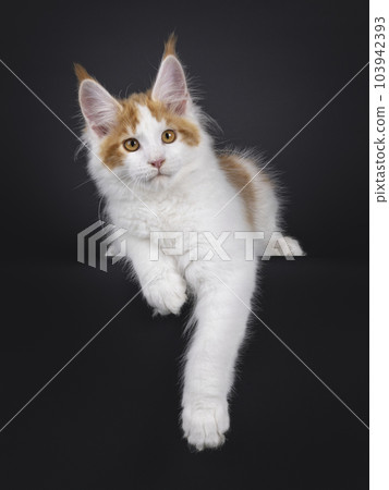 Maine Coon cat kitten on black background 103942393