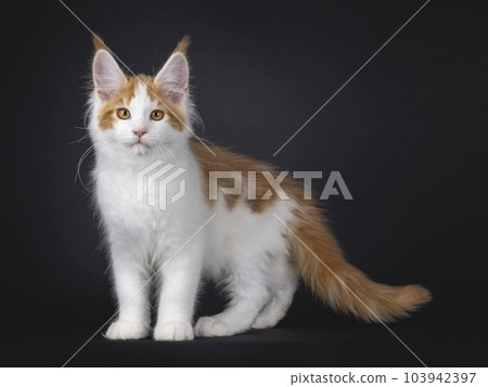 Maine Coon cat kitten on black background Maine Coon cat kitten on black background 103942397