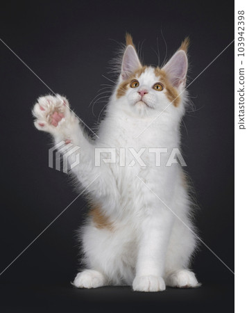 Maine Coon cat kitten on black background 103942398