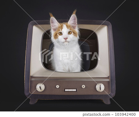 Maine Coon cat kitten on black background 103942400