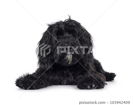Labradoodle on white background 103942409