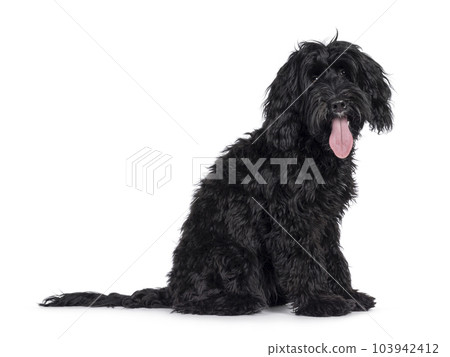 Labradoodle on white background 103942412