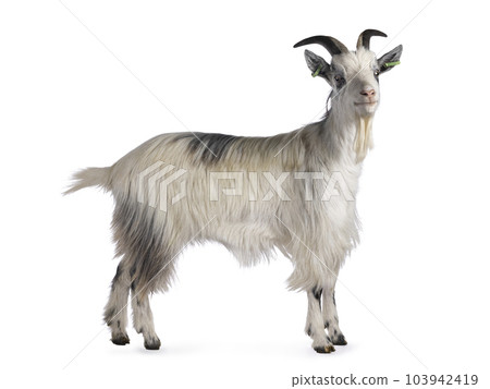 Dutch landrace goat on white background 103942419
