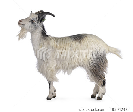 Dutch landrace goat on white background Dutch landrace goat on white background 103942421