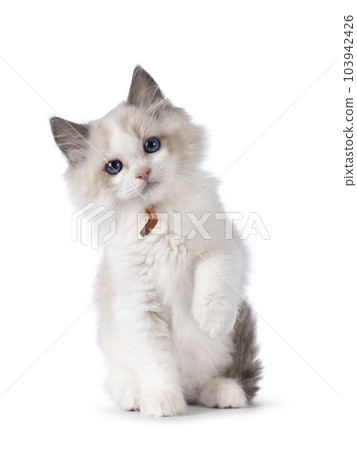 Ragdoll cat kitten on white background Ragdoll cat kitten on white background 103942426
