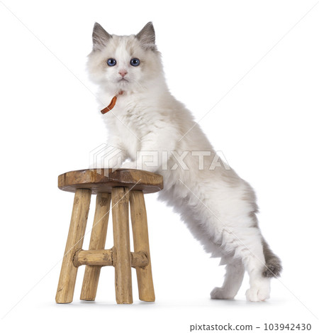Ragdoll cat kitten on white background Ragdoll cat kitten on white background 103942430