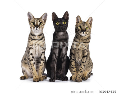 Savannah cats on white background 103942435