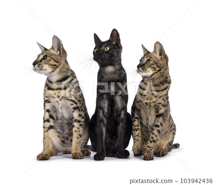 Savannah cats on white background 103942436