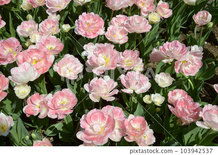 Angelique Tulip Angelique Tulip 103942537