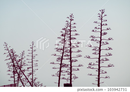 Leafless branches of trees under clear sky Leafless branches of trees under clear sky 103942731
