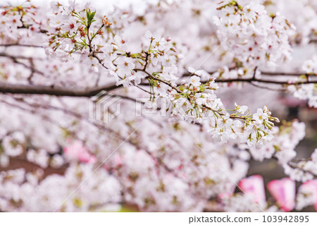 Cherry blossoms in full bloom on the Meguro River 103942895