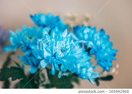 Violet, blue and pink chrysanthemum. A bouquet of chrysanthemums. Chrysanthemum Flower Close up. Violet, blue and pink chrysanthemum. A bouquet of chrysanthemums. Chrysanthemum Flower Close up. 103942908