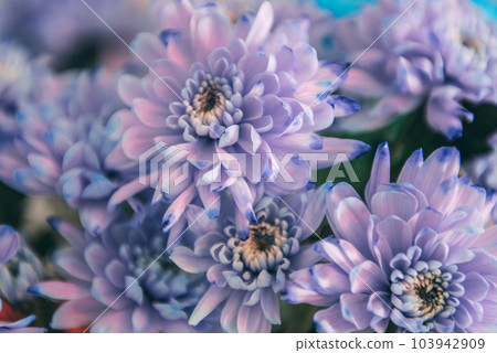 Violet, blue and pink chrysanthemum. A bouquet of chrysanthemums. Chrysanthemum Flower Close up. Violet, blue and pink chrysanthemum. A bouquet of chrysanthemums. Chrysanthemum Flower Close up. 103942909