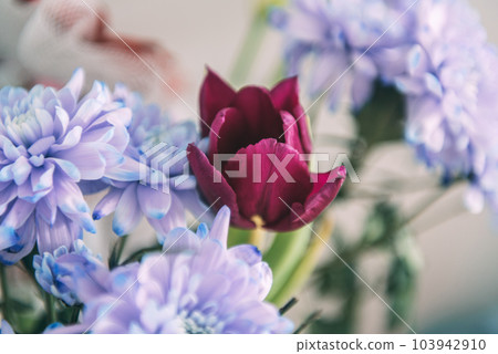 Violet, blue and pink chrysanthemum. A bouquet of chrysanthemums. Chrysanthemum Flower Close up. Violet, blue and pink chrysanthemum. A bouquet of chrysanthemums. Chrysanthemum Flower Close up. 103942910