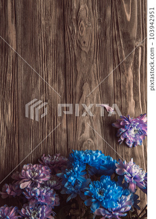 Violet, blue and pink chrysanthemum. A bouquet of chrysanthemums on wooden background with copy space. Chrysanthemum Flower Close up. Violet, blue and pink chrysanthemum. A bouquet of chrysanthemums on wooden background with copy space. Chrysanthemum Flower Close up. 103942951