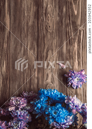 Violet, blue and pink chrysanthemum. A bouquet of chrysanthemums on wooden background with copy space. Chrysanthemum Flower Close up. Violet, blue and pink chrysanthemum. A bouquet of chrysanthemums on wooden background with copy space. Chrysanthemum Flower Close up. 103942952