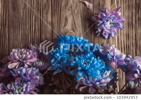 Violet, blue and pink chrysanthemum. A bouquet of chrysanthemums on wooden background with copy space. Chrysanthemum Flower Close up. Violet, blue and pink chrysanthemum. A bouquet of chrysanthemums on wooden background with copy space. Chrysanthemum Flower Close up. 103942953
