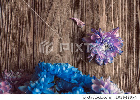 Violet, blue and pink chrysanthemum. A bouquet of chrysanthemums on wooden background with copy space. Chrysanthemum Flower Close up. Violet, blue and pink chrysanthemum. A bouquet of chrysanthemums on wooden background with copy space. Chrysanthemum Flower Close up. 103942954