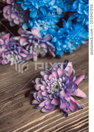 Violet, blue and pink chrysanthemum. A bouquet of chrysanthemums. Chrysanthemum Flower Close up. Violet, blue and pink chrysanthemum. A bouquet of chrysanthemums. Chrysanthemum Flower Close up. 103942956