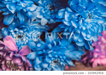 Violet, blue and pink chrysanthemum. A bouquet of chrysanthemums. Chrysanthemum Flower Close up. Violet, blue and pink chrysanthemum. A bouquet of chrysanthemums. Chrysanthemum Flower Close up. 103942958