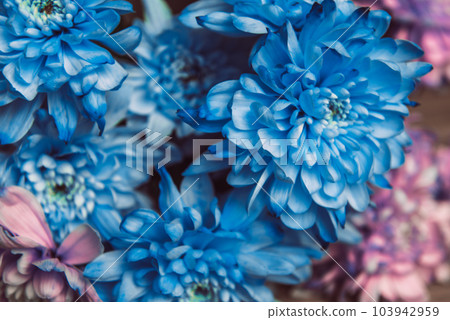 Violet, blue and pink chrysanthemum. A bouquet of chrysanthemums. Chrysanthemum Flower Close up. Violet, blue and pink chrysanthemum. A bouquet of chrysanthemums. Chrysanthemum Flower Close up. 103942959