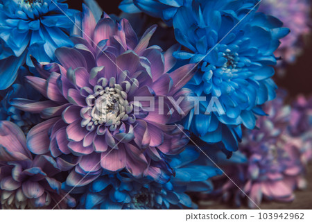 Violet, blue and pink chrysanthemum. A bouquet of chrysanthemums. Chrysanthemum Flower Close up. 103942962