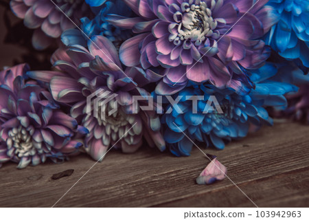 Violet, blue and pink chrysanthemum. A bouquet of chrysanthemums. Chrysanthemum Flower Close up. Violet, blue and pink chrysanthemum. A bouquet of chrysanthemums. Chrysanthemum Flower Close up. 103942963