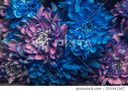 Violet, blue and pink chrysanthemum. A bouquet of chrysanthemums. Chrysanthemum Flower Close up. Violet, blue and pink chrysanthemum. A bouquet of chrysanthemums. Chrysanthemum Flower Close up. 103942967