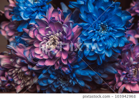 Violet, blue and pink chrysanthemum. A bouquet of chrysanthemums. Chrysanthemum Flower Close up. Violet, blue and pink chrysanthemum. A bouquet of chrysanthemums. Chrysanthemum Flower Close up. 103942968