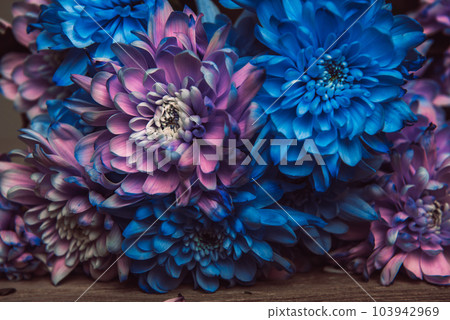 Violet, blue and pink chrysanthemum. A bouquet of chrysanthemums. Chrysanthemum Flower Close up. 103942969