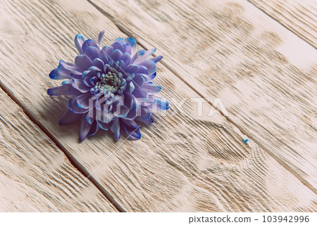 Violet, blue and pink chrysanthemum. A bouquet of chrysanthemums on wooden background with copy space. Chrysanthemum Flower Close up. Violet, blue and pink chrysanthemum. A bouquet of chrysanthemums on wooden background with copy space. Chrysanthemum Flower Close up. 103942996